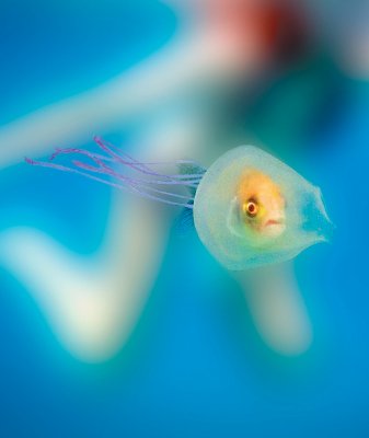 jellyfish with fish inside