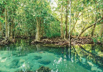 Sri Lanka success whets international appetite for mangrove ...