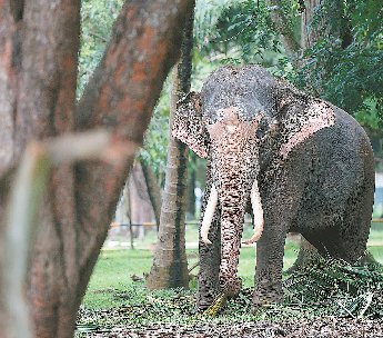 Sri Lanka to shift farmers from elephant corridors - Read Qatar Tribune