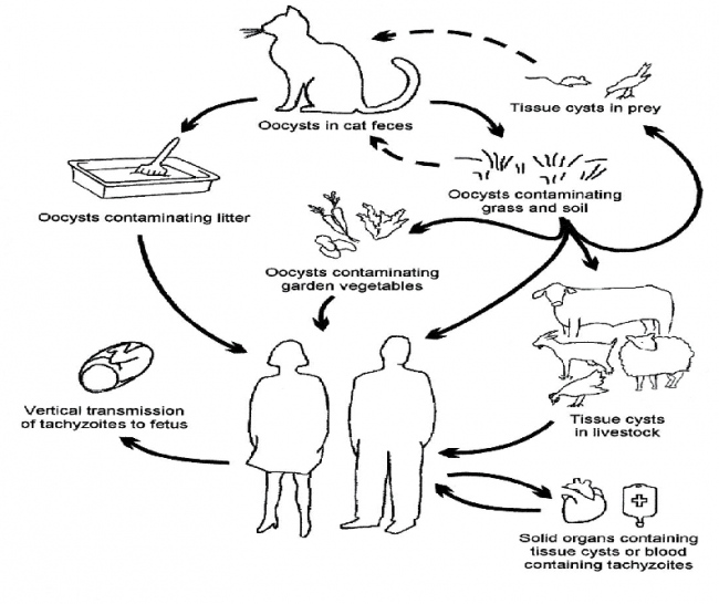 How worried should cat owners be about toxoplasmosis? - Read Qatar ...