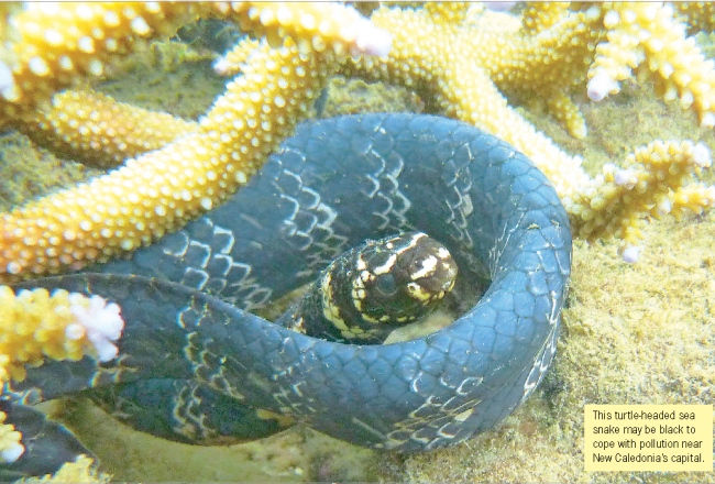 turtle headed sea snake