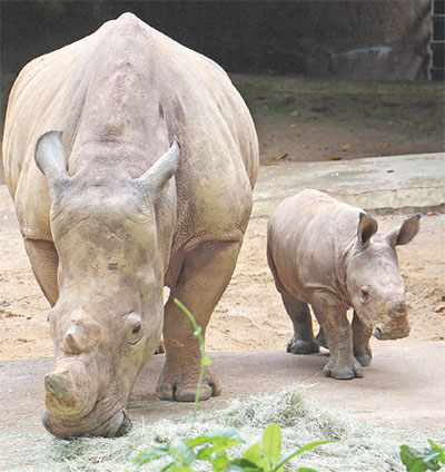 Baby rhino gallops into public view for the first time at Singapore Zoo ...