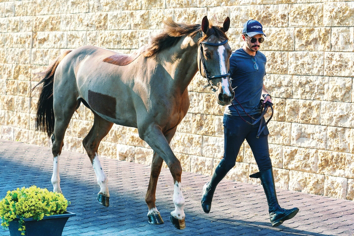 Sixth round of Longines Hathab at Al Shaqab from today Read