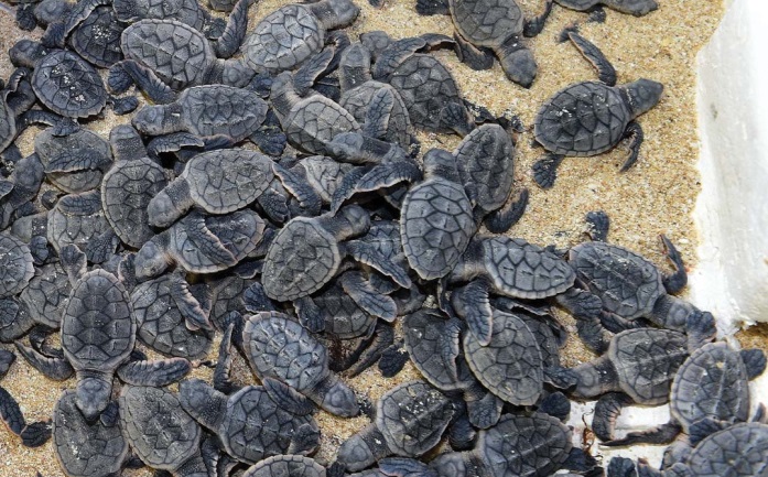 MME releases 15,799 turtle hatchlings into sea in three years - Read ...