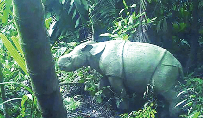 Two Rare Javan Rhino Calves Caught On Camera In Indonesian Jungle 