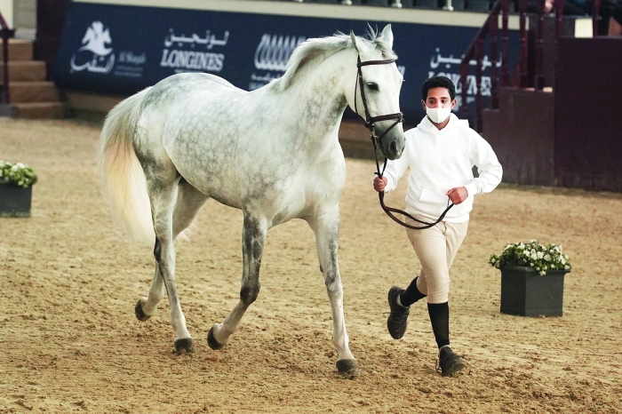 Qatar Equestrian Tour Longines Hathab new season begins today