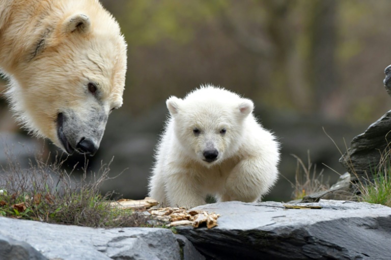 Bear name. Медведи в берлинском зоопарке. Маленький медведь. Маленький Медвежонок. Белый медведь маленький.