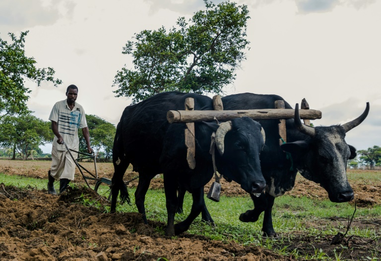 Zimbabwe To Pay Partial Compensation To White Ex Farmers Read Qatar