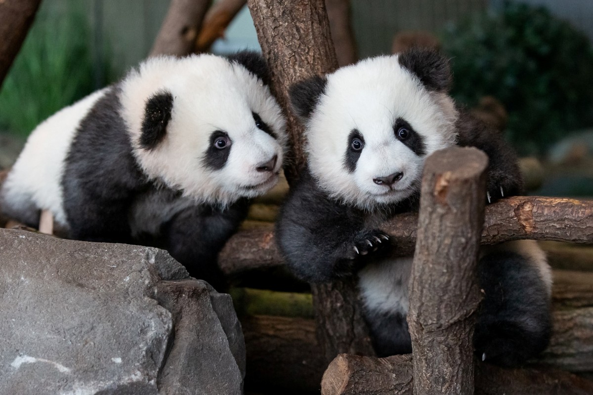 Pandas coming to Qatar? Ashghal invites tenders to build panda ...