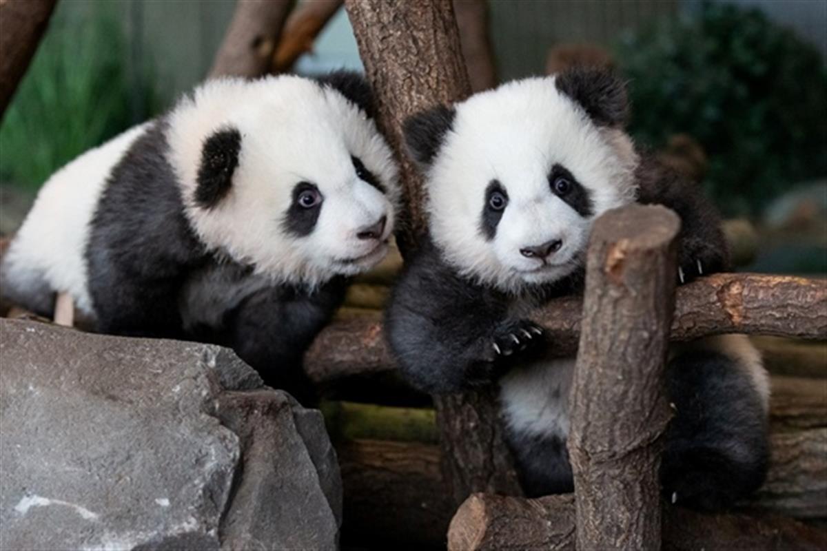 MME to build panda shelter, 18 new parks in 2021: Official - Read Qatar ...