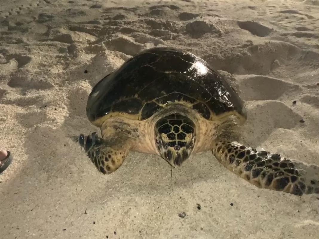 Endangered sea turtle makes multiple returns to Qatar beach, lays 245 ...