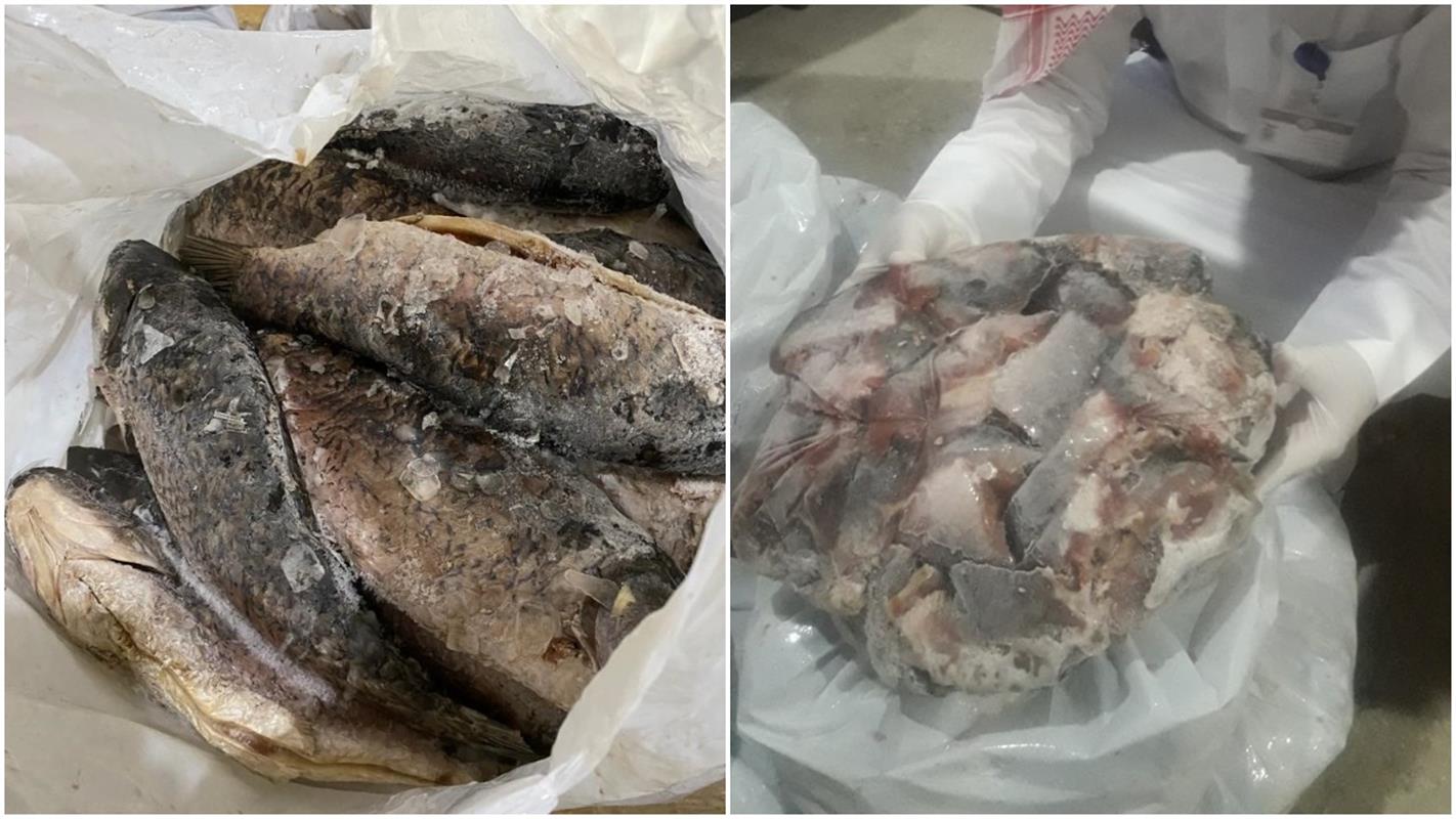 Huge quantity of rotten frozen fish seized from Industrial Area ...