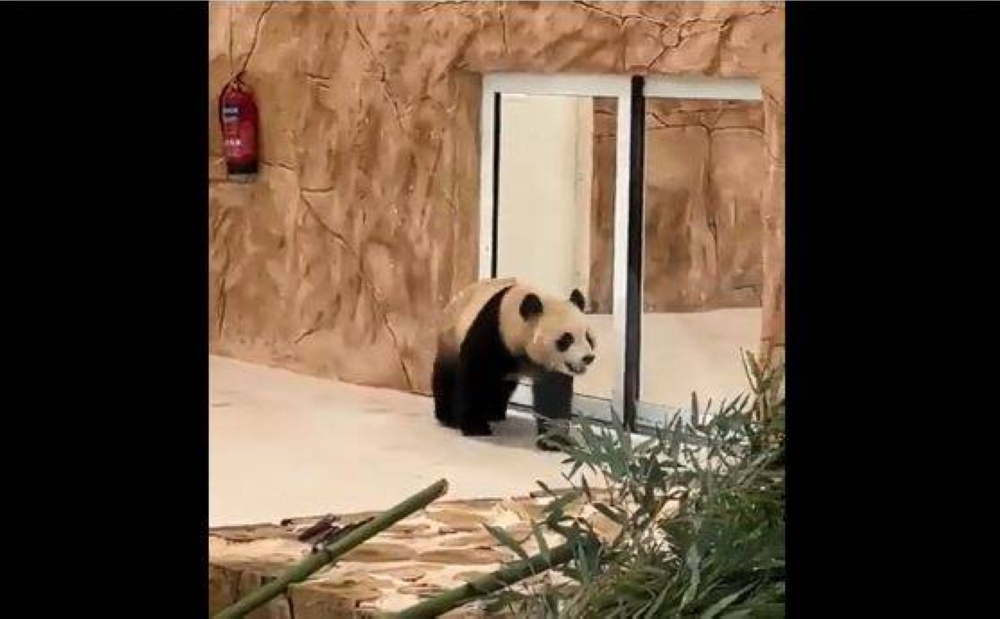 Qatar becomes first country in Middle East to host giant pandas from ...
