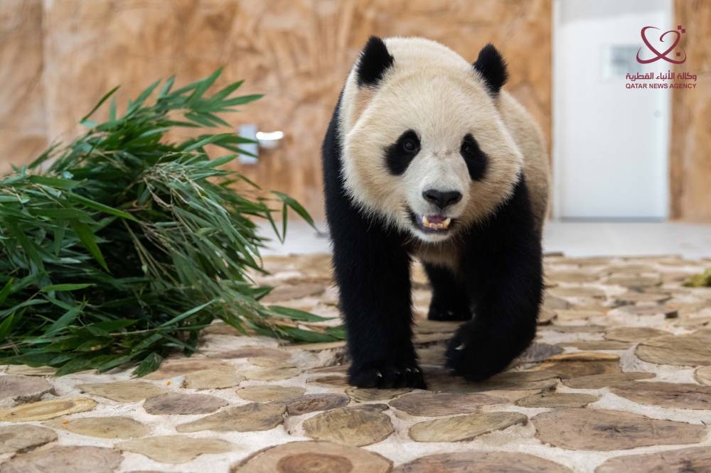 Qatar welcomes M-E’s first pandas ahead of World Cup - Read Qatar