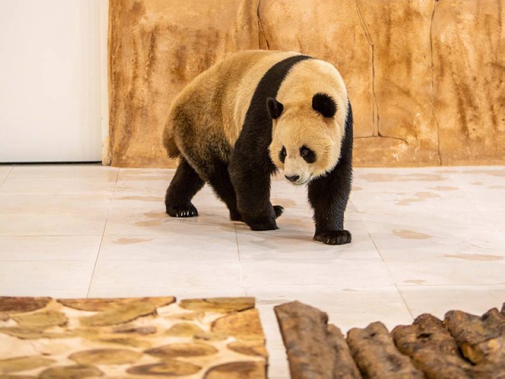 Qatar welcomes M-E’s first pandas ahead of World Cup - Read Qatar