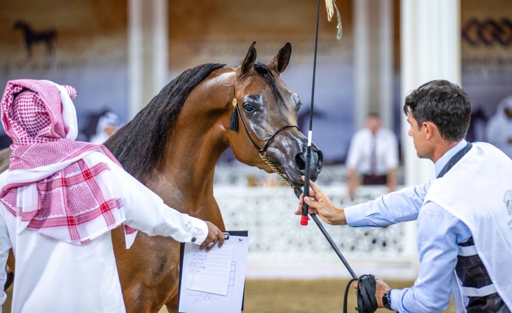 Hader Al Shaqab adjudged champion stallion, D Fala top mare at Qatar